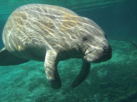 Manatee
