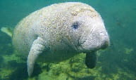 Manatee