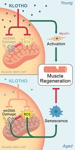 Klotho Theoretical Mechanism