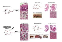 RVF Visual Abstract feature