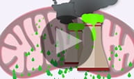 mitochondria meltdown play
