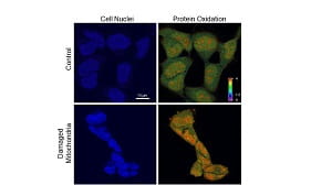 PNAS Van Houten webpage