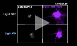 Baiting TDP43 neurotoxicity play feature