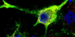 intact neurites release