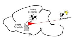 Cocaine abstract feature