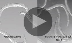 Healthspan Lifespan play feature