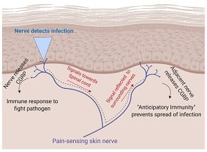 Kaplan Cell graphic release