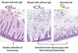 Hand IgA Breastmilk tissues release