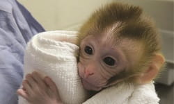 Orwig Fertility Preservation Grady 2 wks feature