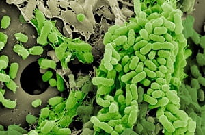 Cooper bacterial lifestyle release