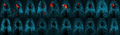 BCG IV Vaccine figure release