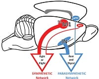 Brain to Stomach Fig 5 release2