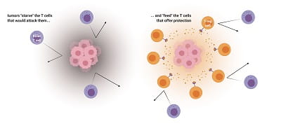 Delgoffe Nature Fig v3 release