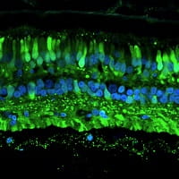 GFP scaavengr 1 release